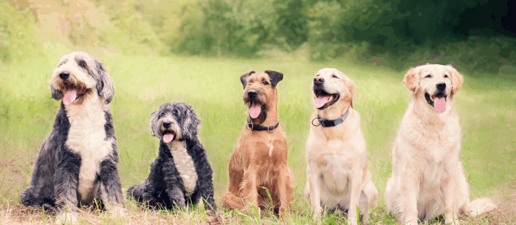 Dogs in a clean yard, dog poop removal service ohio