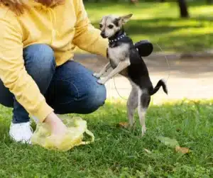 pooper scooper cleanup