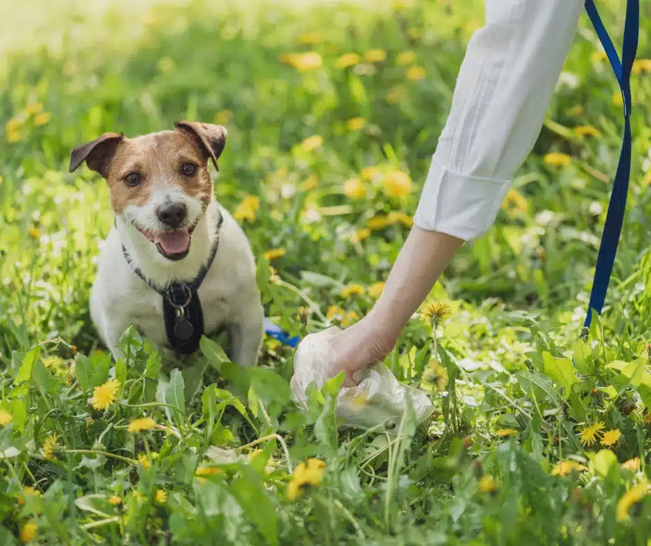 yard pooper scooper service