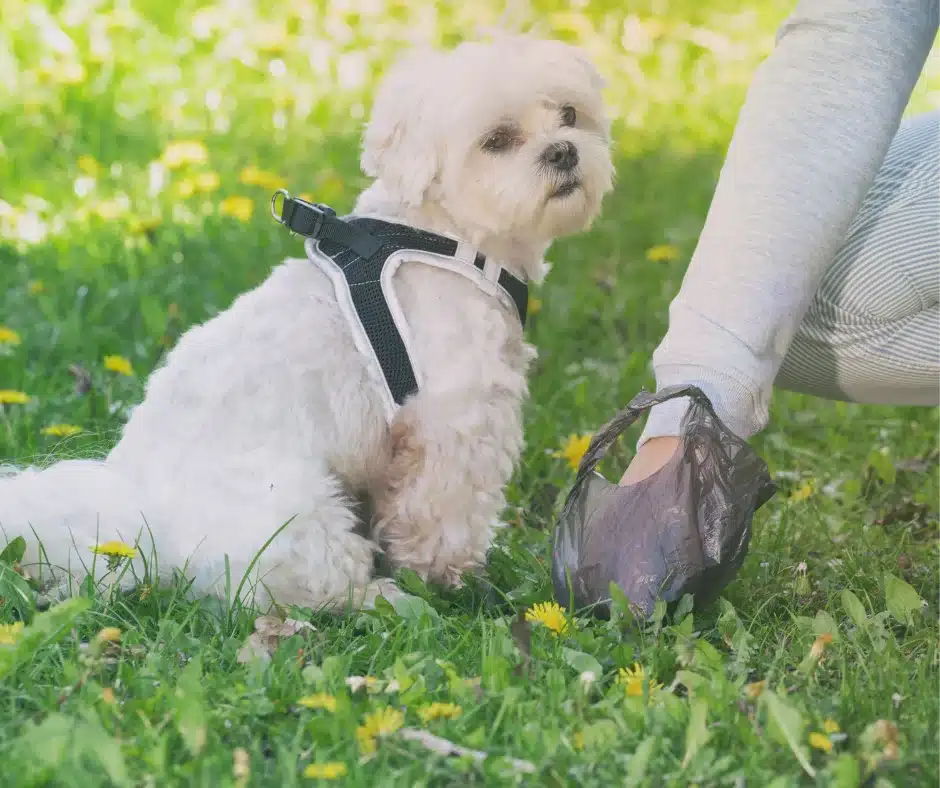 yard pooper scooper service