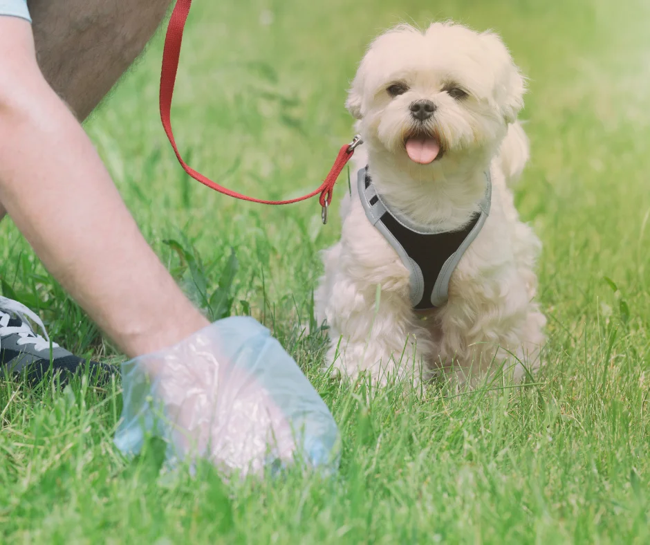 dog poop scooping service