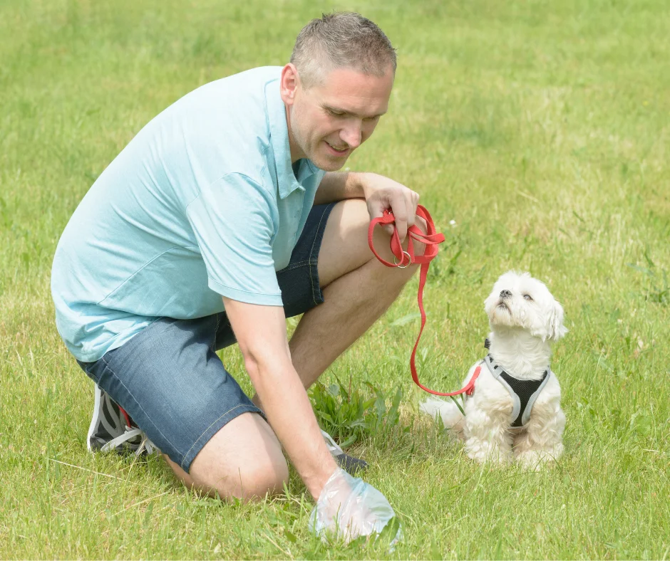 pet waste removal service