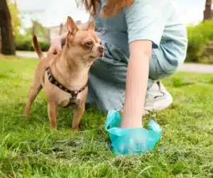 weekly pet waste removal