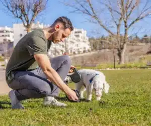 dog poop scooping service