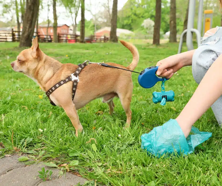 professional pet waste removal
