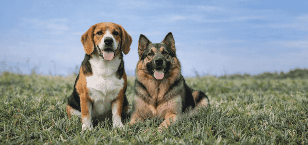 Professional Dog Poop Pick Up Service
