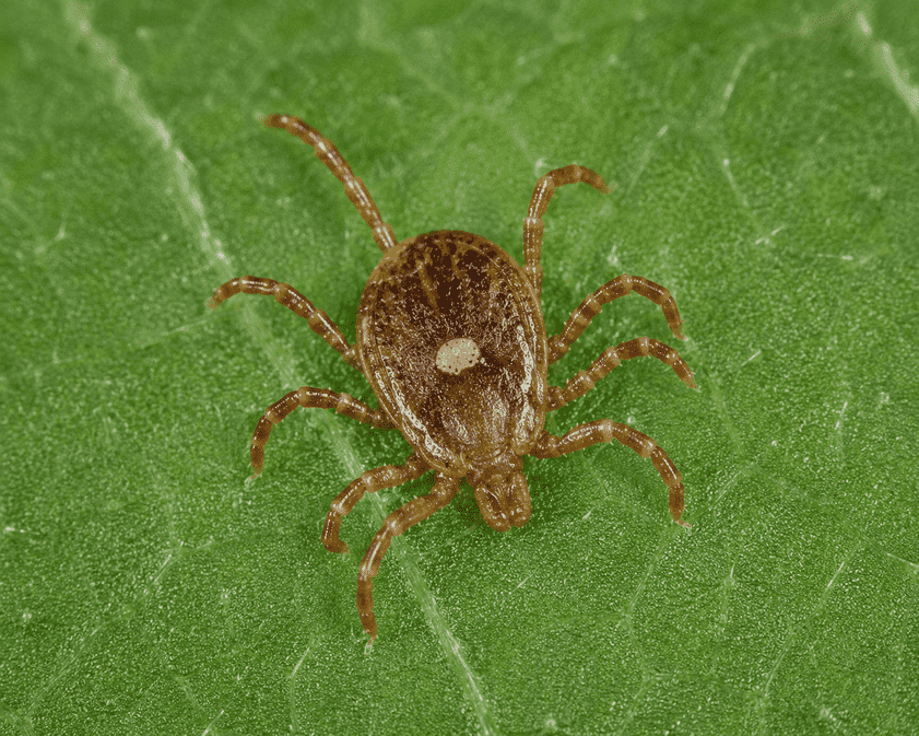nymphs lone star tick