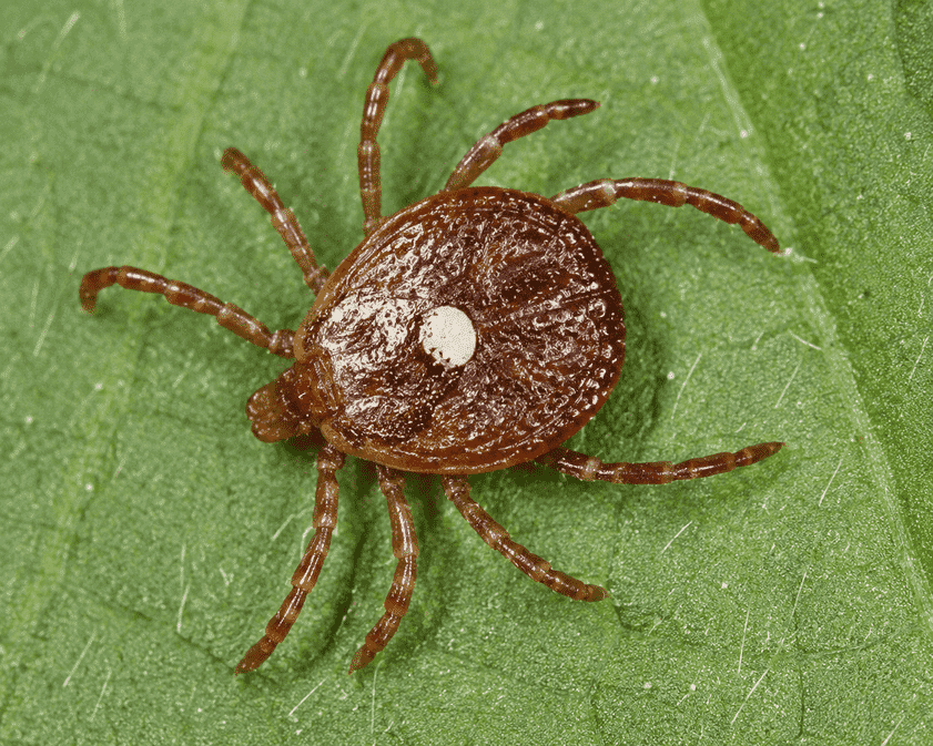 adult female lone star tick