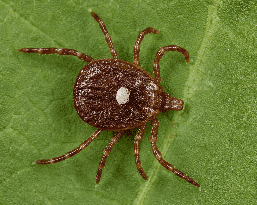 male lone star tick