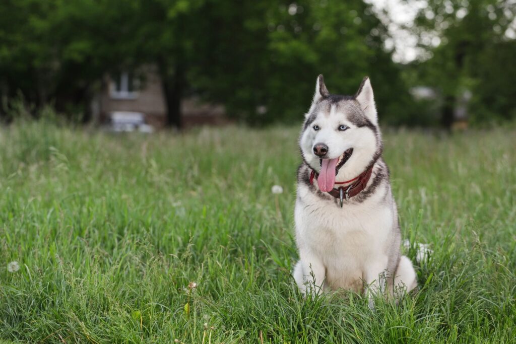 pet waste removal northeast ohio